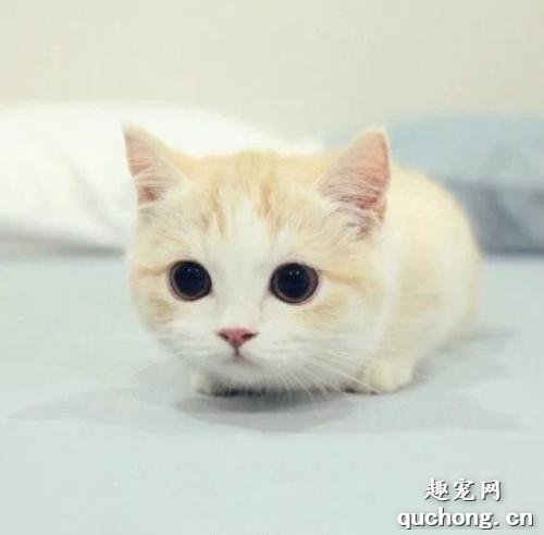 冬天小猫为什么会一直吐黄水怎么办?