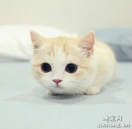 冬天小猫为什么会一直吐黄水怎么办？