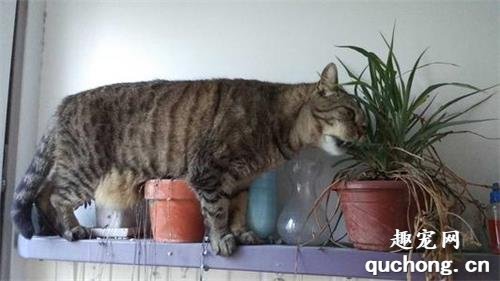 猫吃了绿萝怎么解毒? 猫吃了绿萝怎么办?