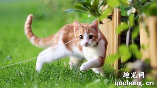 橘猫为什么比一般猫胖?
