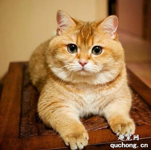 橘猫为什么比一般猫胖?