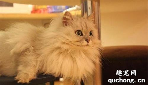 金吉拉猫怎么看品相?
