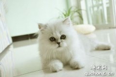 <b>金吉拉猫怎么看品相？</b>