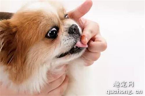 狗狗吃完驱虫药多久能吃饭?