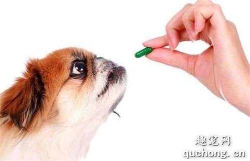 狗狗吃完驱虫药多久能吃饭?