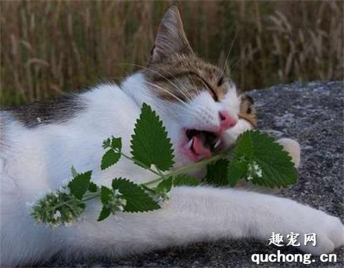 猫薄荷对猫有什么坏处?