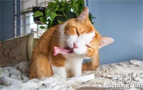 猫薄荷对猫有什么坏处?