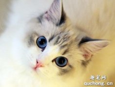 <b>猫冠状病毒阳性要紧吗? 猫冠状病毒阳性严重吗?</b>