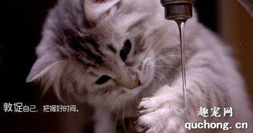 怎样训练猫咪不要玩水?