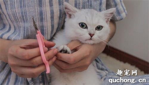 猫咪为什么不喜欢剪指甲?