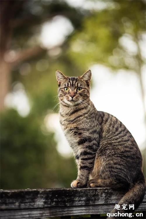 中国狸花猫，凭什么能获得国际认证还被老外当成宝？