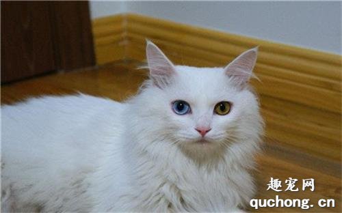 山东狮子猫性格怎么样?