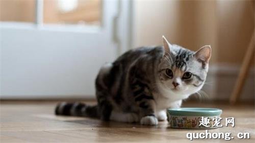 猫咪偷吃东西怎么办?猫咪偷吃东西解决办法?