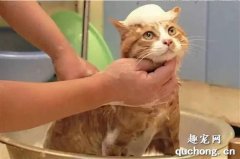 怎么给猫咪洗尾巴 猫咪尾巴清洗步骤