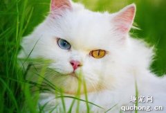 <b>猫咪饮食有什么禁忌 猫咪饮食禁忌介绍</b>