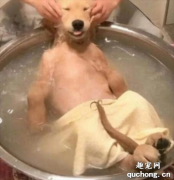 <b>如何为狗狗挑选沐浴露？</b>