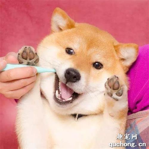 狗狗有“齿垢”口臭怎么办?