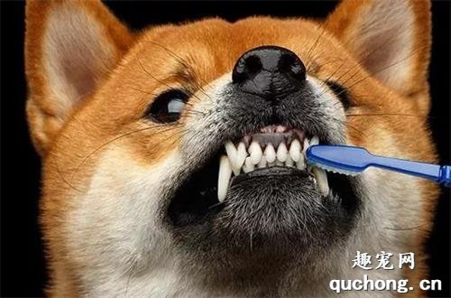 <b>狗狗有“齿垢”口臭怎么办？</b>