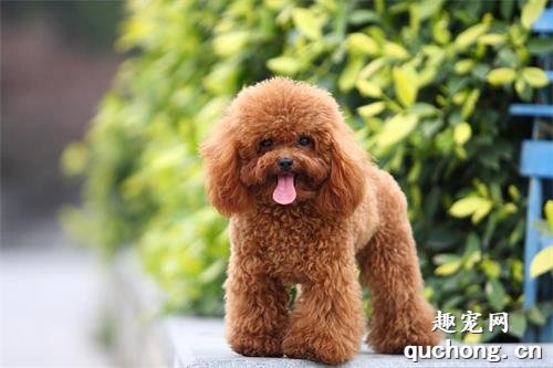 狗狗的身上体味太大,有什么方式去臭味?