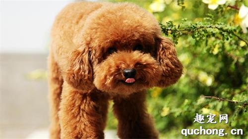 <b>狗狗的身上体味太大，有什么方式去臭味?</b>