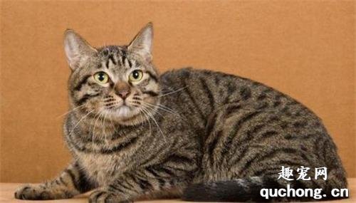 美国短毛猫与中国狸花猫如何区分？