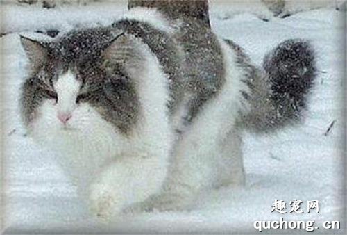 西伯利亚猫患皮肤病如何治疗?