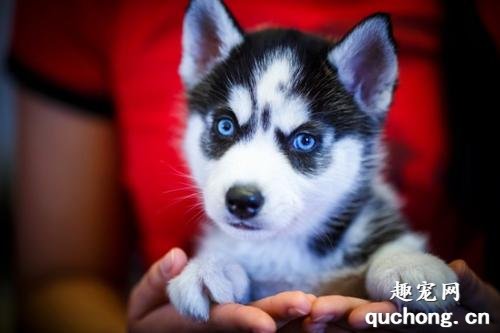哈士奇幼犬如何挑选?