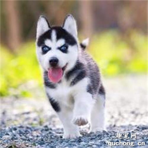哈士奇幼犬如何挑选?