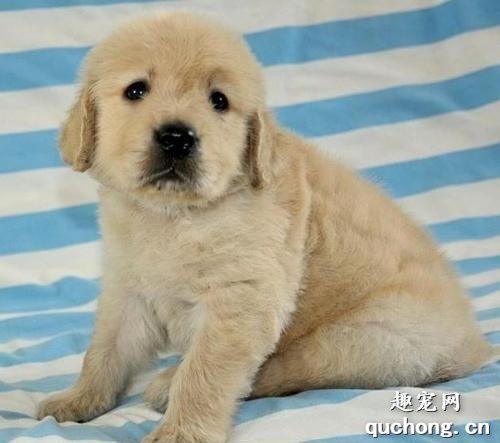 怎么挑选金毛幼犬?