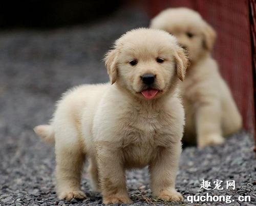 怎么挑选金毛幼犬?