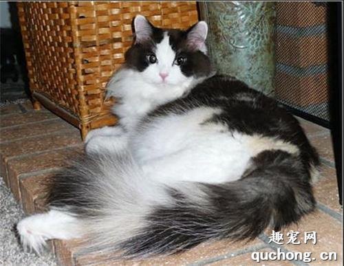 猫咪为什么会突然流口水是怎么回事?