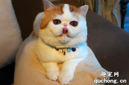 猫咪为什么会突然流口水是怎么回事?