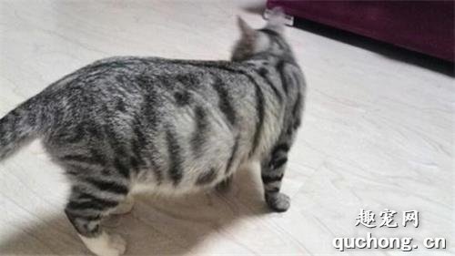 猫咪怀孕可以吃什么东西补充营养?