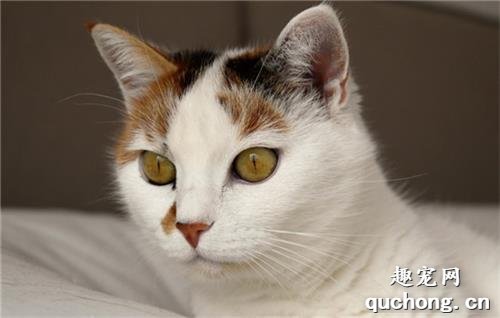 猫咪害怕哪些味道?