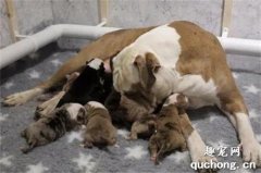 <b>医生检查狗子最多生6只宝宝，最后它竟然生了20只，医生都惊呆了！</b>