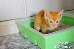 <b>让猫咪养成用猫砂盆的好习惯？</b>