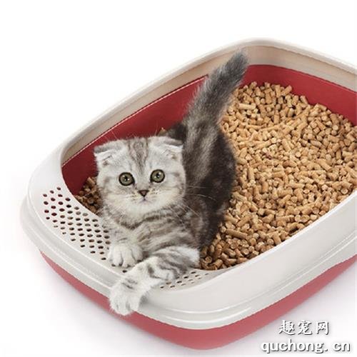 让猫咪养成用猫砂盆的好习惯？