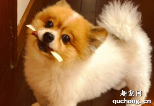 狗狗开始磨牙前要做好什么准备?