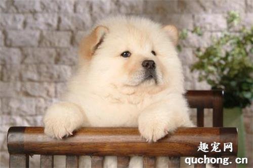 家庭喂养松狮犬的方法?