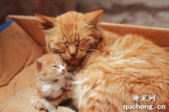 猫为什么会把小猫叼进猫砂盆？