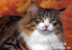 猫为什么对人很冷淡?