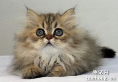 <b>金吉拉猫怎么养 如何喂养金吉拉猫咪?</b>