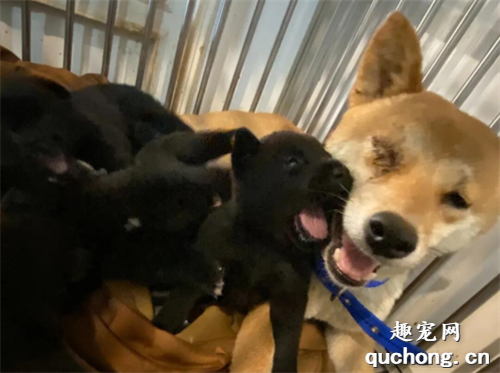 <b>柴犬妈妈右眼被打爆，但视线依然紧盯着一个筐，原来里面竟是...</b>