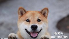 <b>养柴前必备的柴犬喂养秘笈</b>