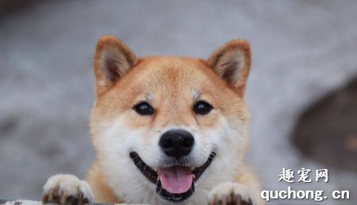 养柴前必备的柴犬喂养秘笈