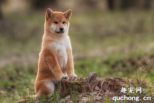 养柴前必备的柴犬喂养秘笈