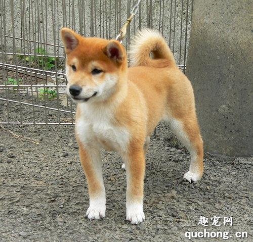 养柴前必备的柴犬喂养秘笈