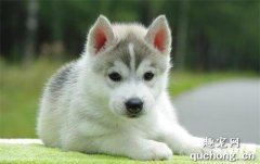 <b>幼犬断奶之后吃什么比较好？</b>