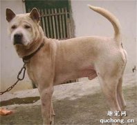 广西笔尾灰犬价格及饲养方法