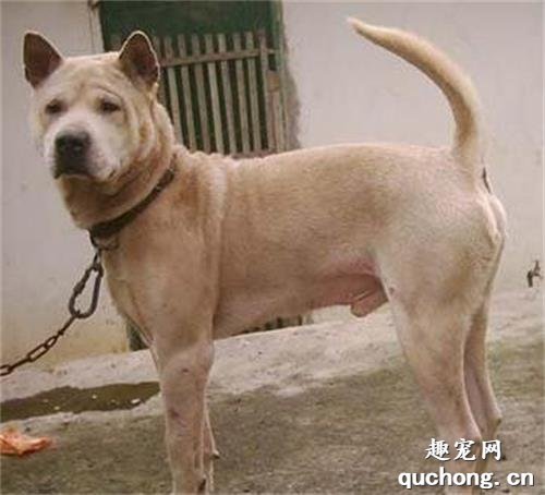 广西笔尾灰犬价格及饲养方法